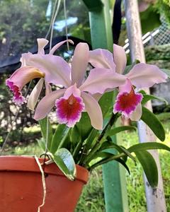 Cattleya Oh Hock Neo