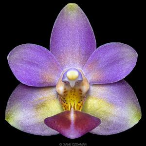 Phalaenopsis Evarise Blue Angel