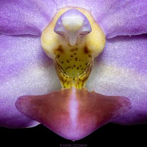 Phalaenopsis Evarise Blue Angel