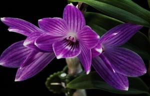 Dendrobium Miss You