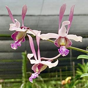 Dendrobium Alethea Michele Chew