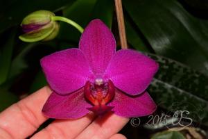 Phalaenopsis Waltraud