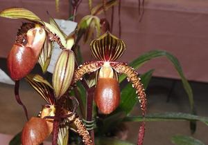 Paphiopedilum Shin-Yi March