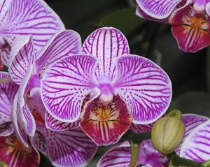 Phalaenopsis I-Hsin Bubble Gum