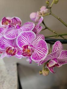 Phalaenopsis I-Hsin Bubble Gum