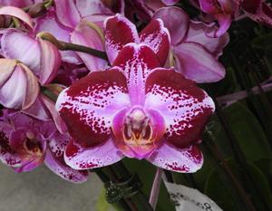 Phalaenopsis Giant Lin Ai-Shin Jiue-Luo