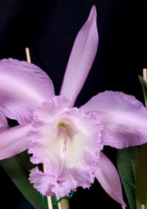 Rhyncholaeliocattleya Queen Silvia