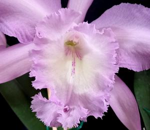 Rhyncholaeliocattleya Queen Silvia