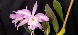 Rhyncholaeliocattleya Queen Silvia