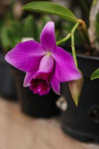 Cattleya Pumistans