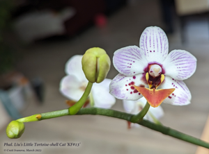 Phalaenopsis Liu's Little Tortoise-shell Cat