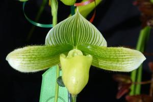 Paphiopedilum Spring Wolf