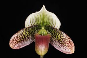 Paphiopedilum Delightfully Wood