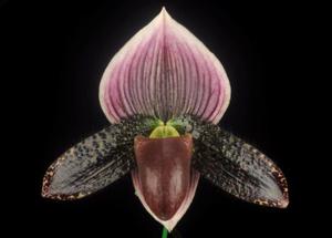 Paphiopedilum Delightfully Wood