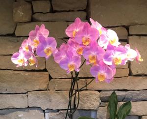 Phalaenopsis OX Yellow Lip