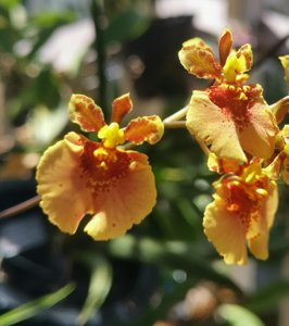 Tolumnia Jairak Firm