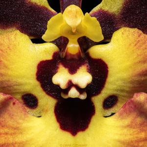 Tolumnia Jairak Firm