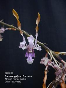 Dendrobium Jairak Helix