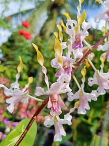 Dendrobium Jairak Helix