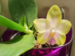 Phalaenopsis CTL Christopher