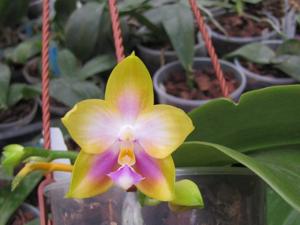 Phalaenopsis Zheng Min Muscadine