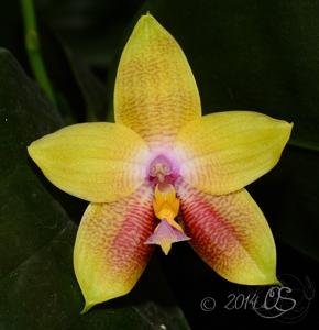 Phalaenopsis Zheng Min Muscadine