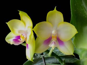 Phalaenopsis Zheng Min Muscadine