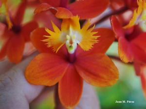 Epidendrum Pacific Sun Crown