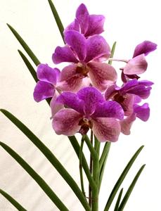 Papilionanda Rosalind Chu