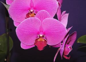 Phalaenopsis Hong Lin Sweetie