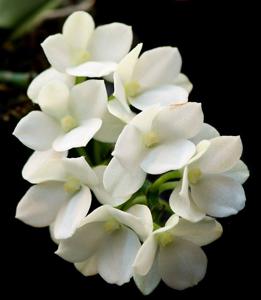 Aerangis James G. Coyner