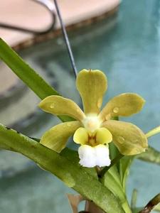 Vanda Dragon Tongue