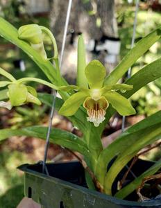 Vanda Dragon Tongue