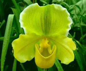 <i>Paphiopedilum</i> Green Genes