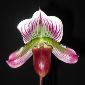 Paphiopedilum Red Raspberry