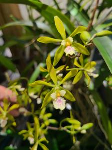 Encyclia Wes Higgins