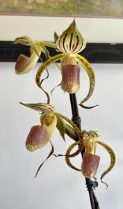 Paphiopedilum Memoria Joan Levy