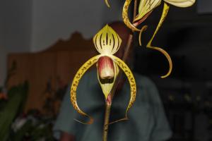 Paphiopedilum Memoria Joan Levy