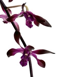 <i>Dendrobium</i> Nigrescens Fragrance