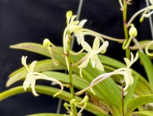 Vanda Hsinying Starlight