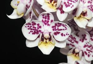 Phalaenopsis Yushan Pie