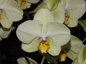 Phalaenopsis Fangmei Green Sleeves