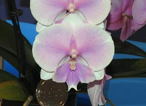 Phalaenopsis Fangmei Dream Wedding