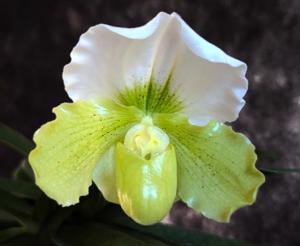 Paphiopedilum Elfin Snow