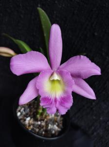 Rhyncholaeliocattleya Memoria Marg Steele