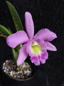 Rhyncholaeliocattleya Memoria Marg Steele