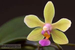 Phalaenopsis LOC Island Passion