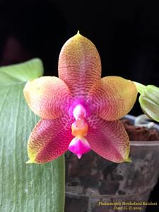 Phalaenopsis Meidarland Kaiulani