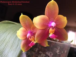 Phalaenopsis Meidarland Kaiulani