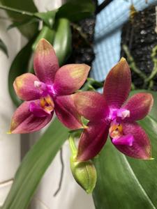 Phalaenopsis Meidarland Kaiulani